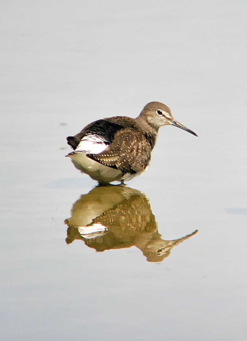 Green Sandpiper