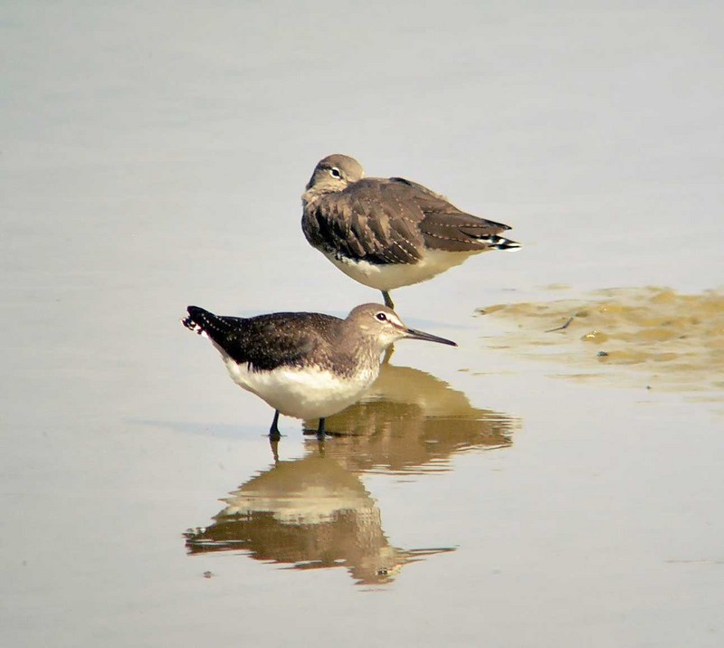 Green Sandpiper