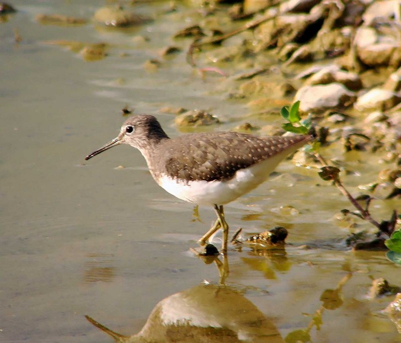 Green Sandpiper