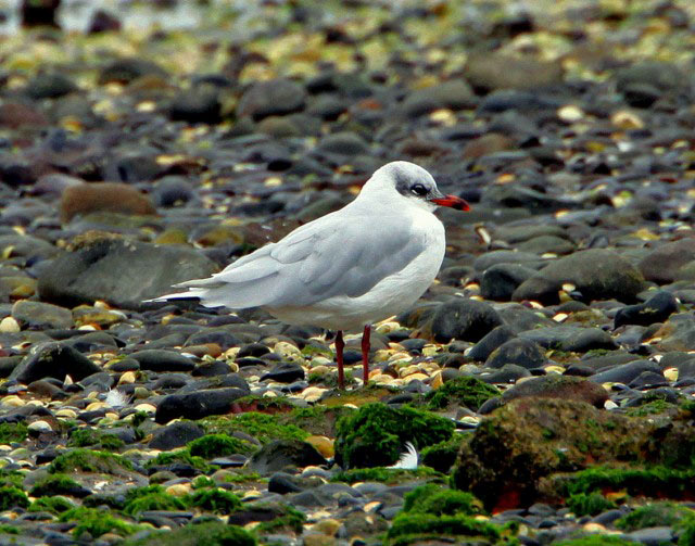 Mediterranean Gull