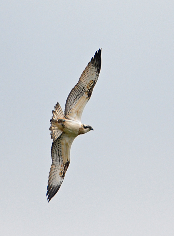 Osprey
