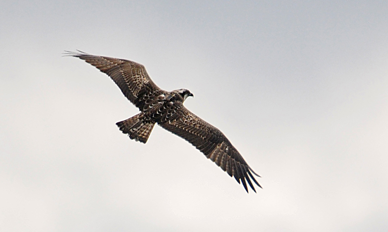 Osprey