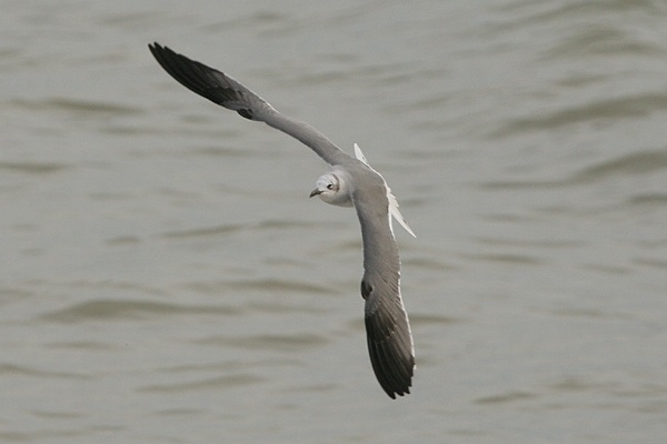 Laughing Gull