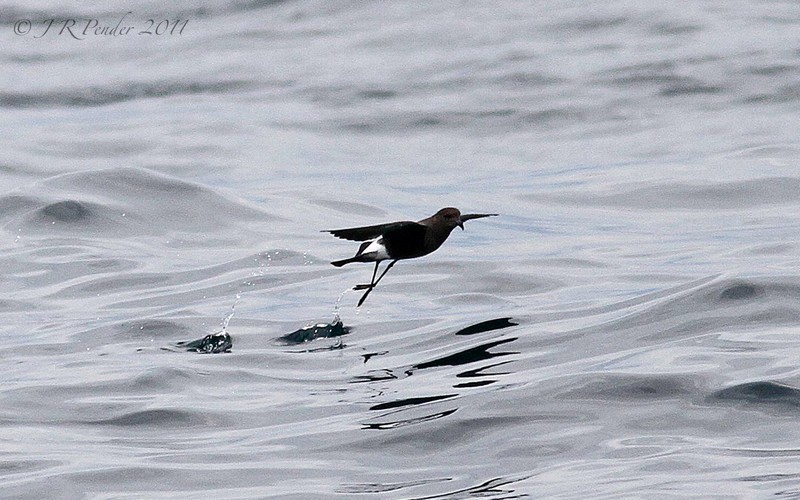 Wilson's Petrel