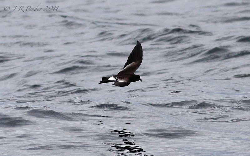 Wilson's Petrel