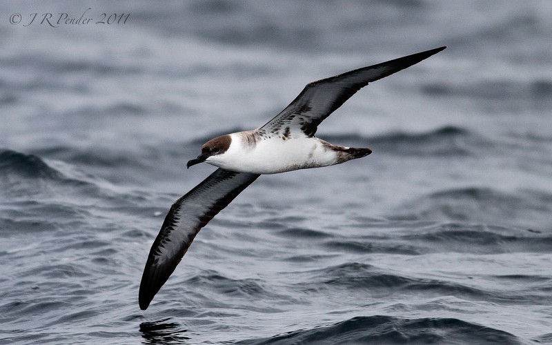 Great Shearwater
