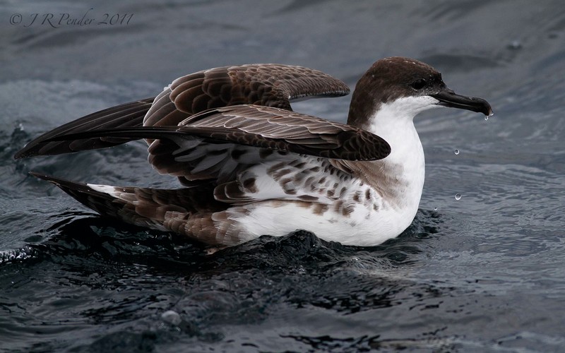 Great Shearwater