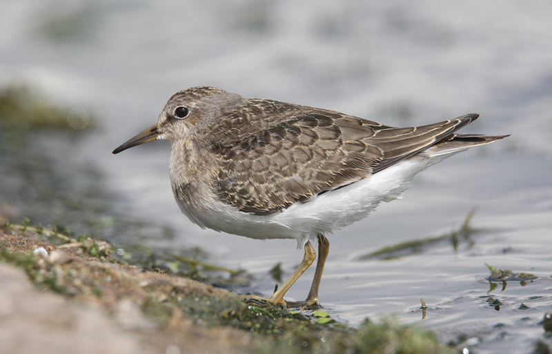 Temminck's Stint