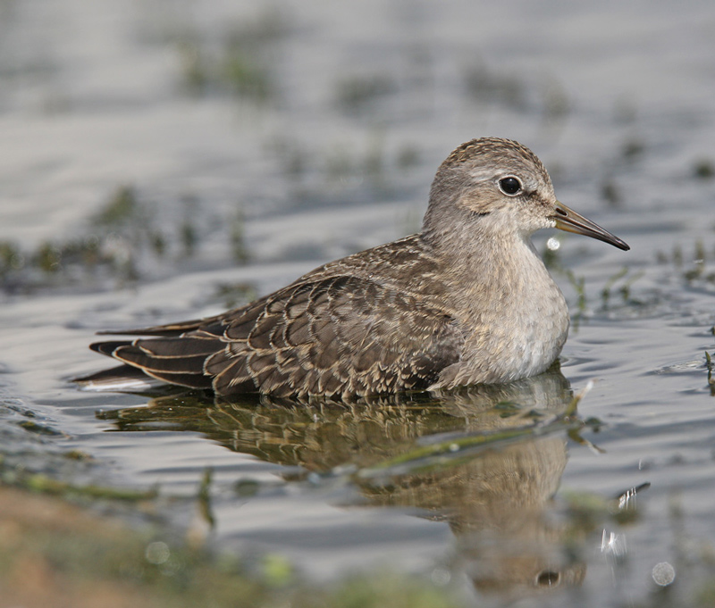 Temminck's Stint