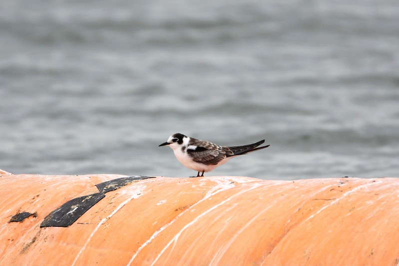 Black Tern