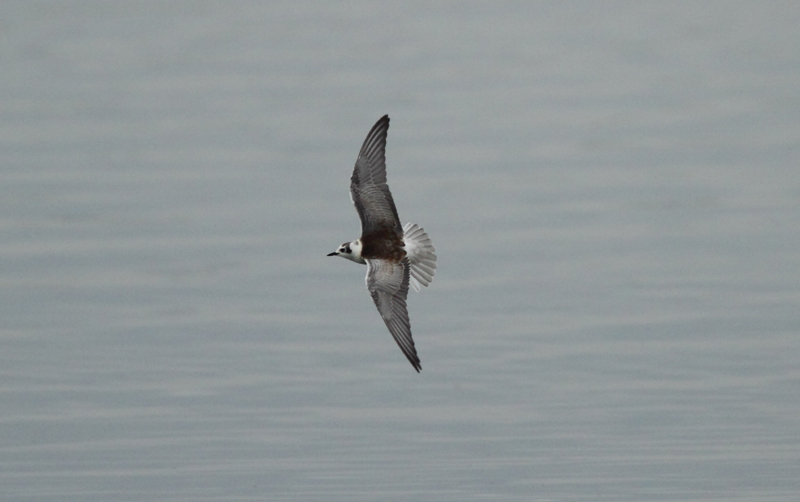 White-winged Black Tern