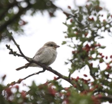 Woodchat Shrike