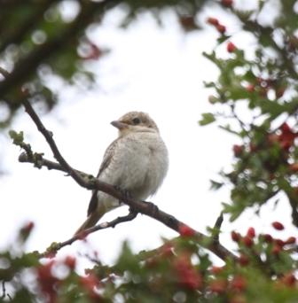 Woodchat Shrike