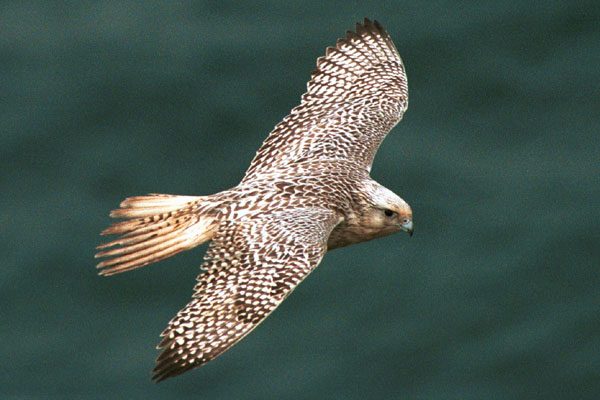 Gyr