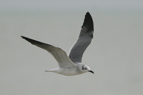 Laughing Gull
