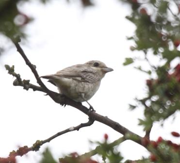 Woodchat Shrike