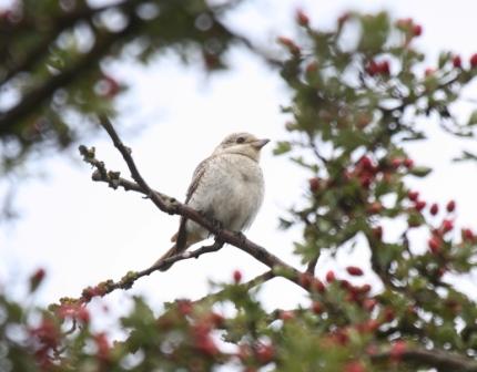 Woodchat Shrike