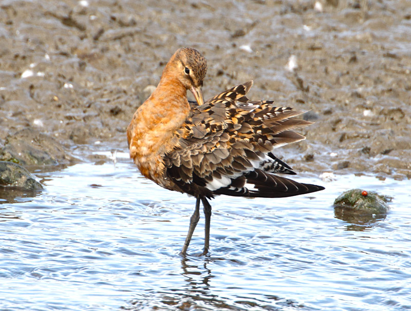 Black-tailed Godwit