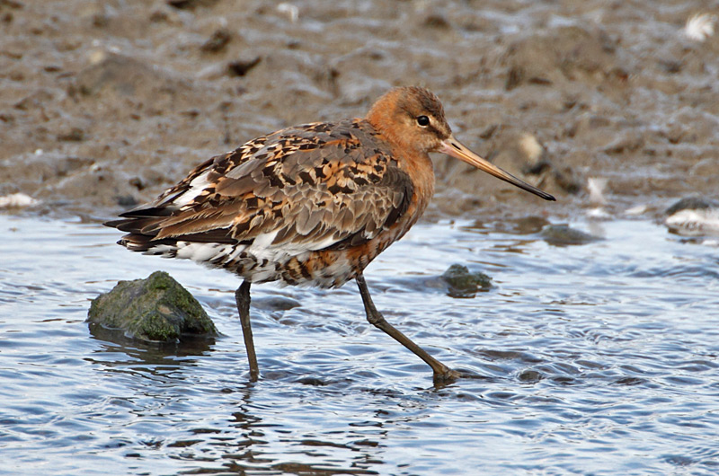 Black-tailed Godwit