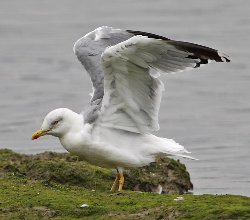 Yellow-legged Gull