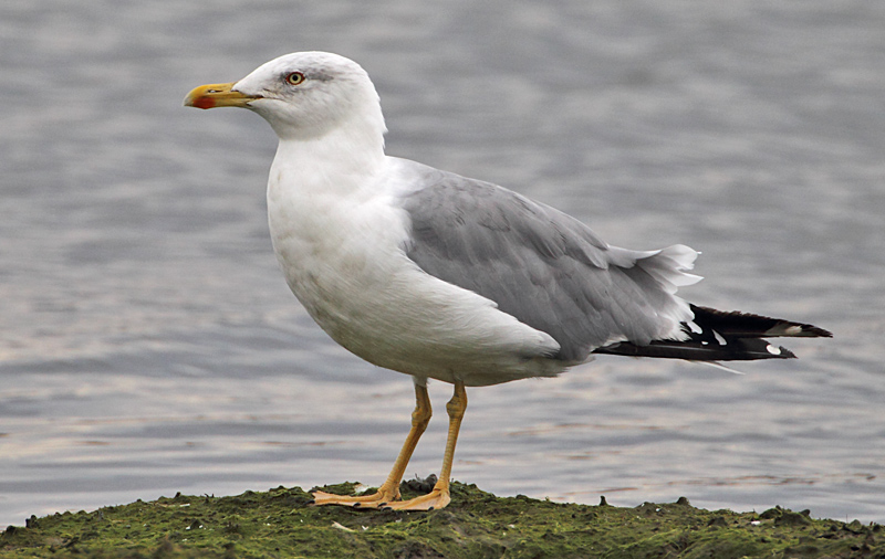 Yellow-legged Gull