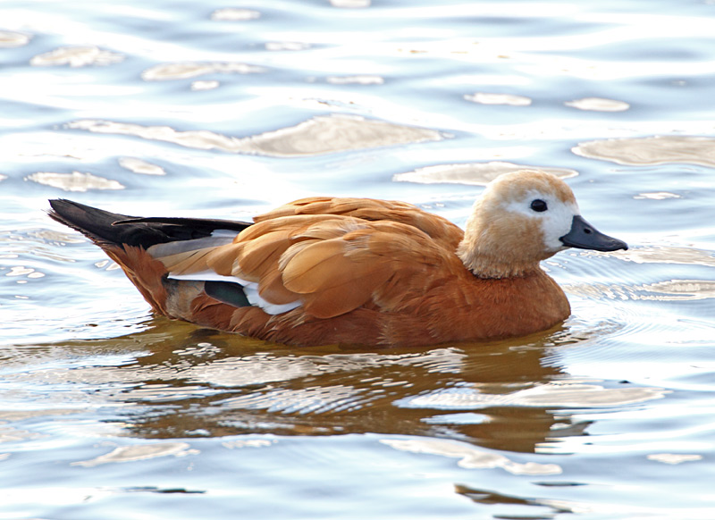 Ruddy Shelduck
