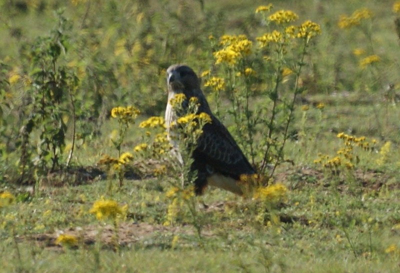 Common Buzzard