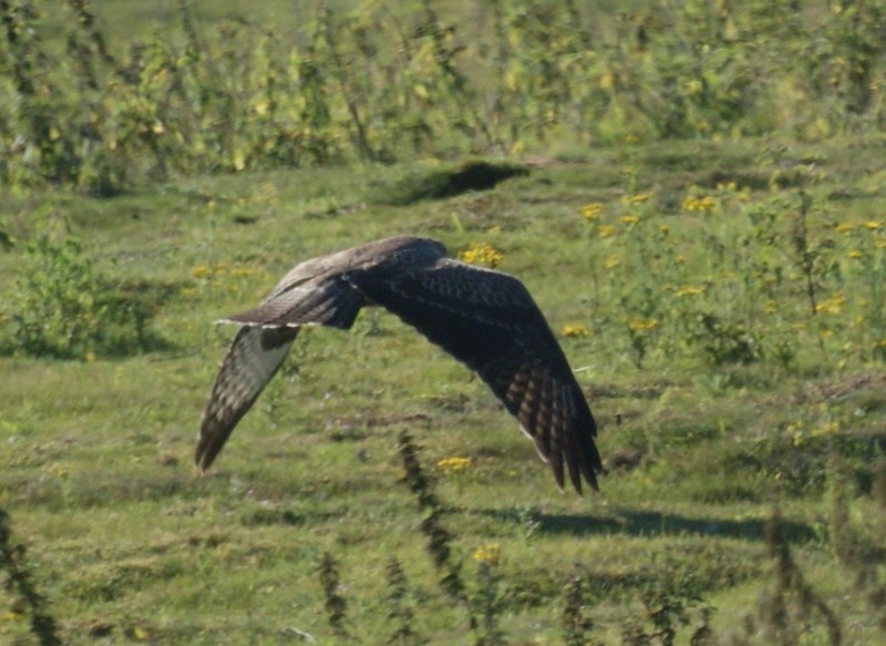 Common Buzzard