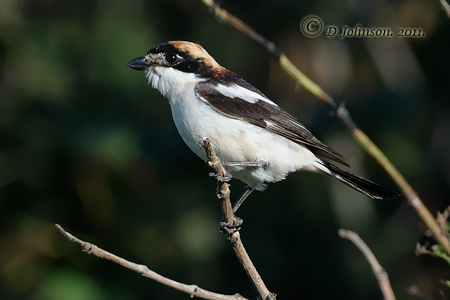 Woodchat Shrike