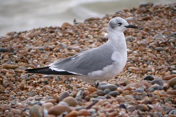 Laughing Gull