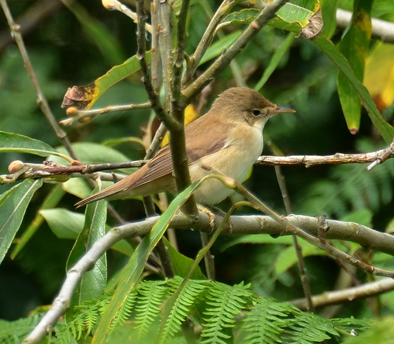 Reed Warbler