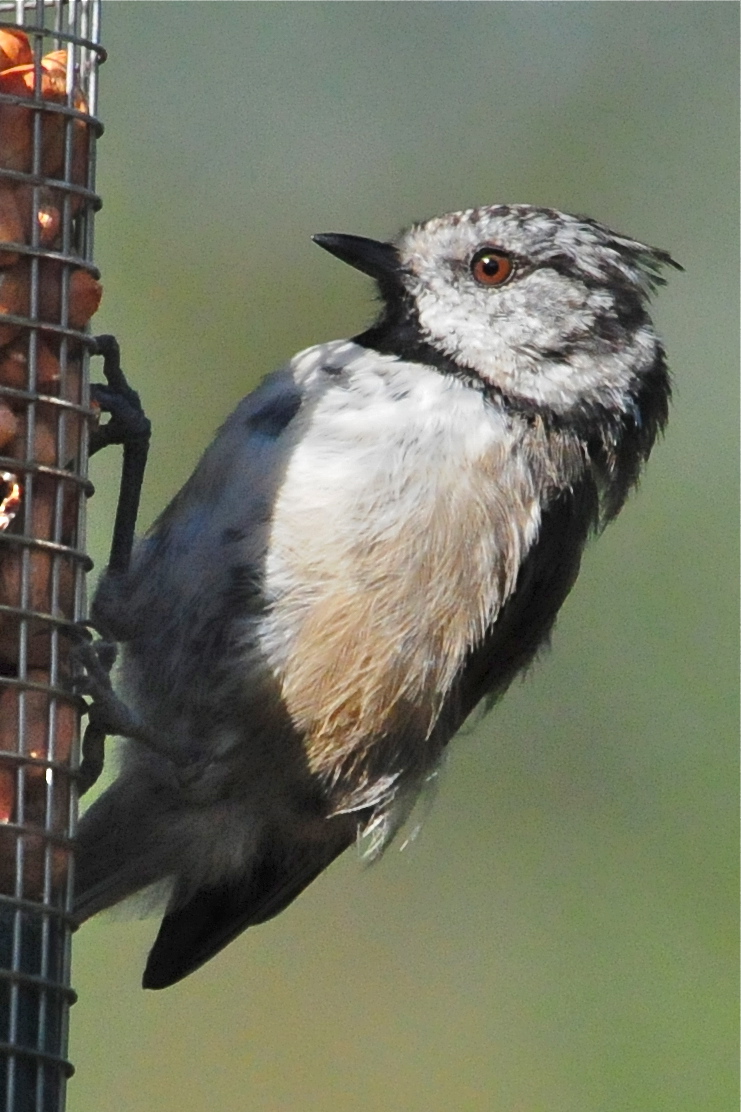Crested Tit