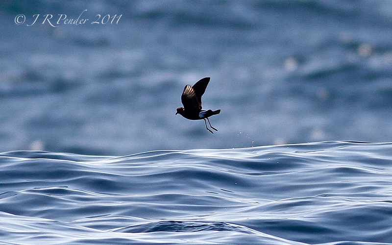 Wilson's Petrel
