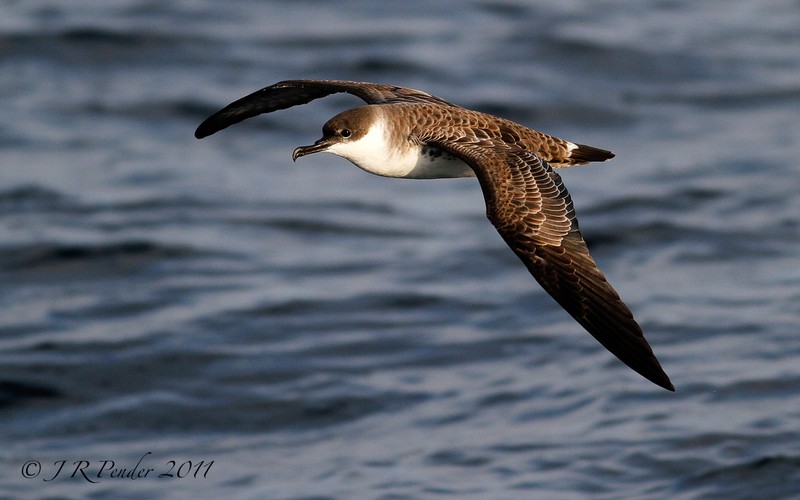 Great Shearwater