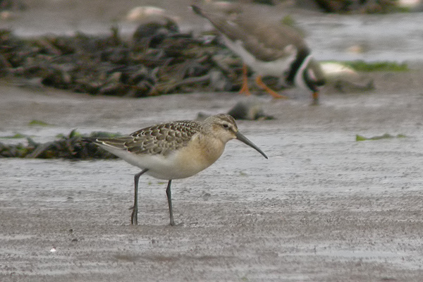 Curlew Sandpiper