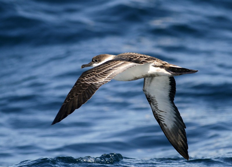 Great Shearwater