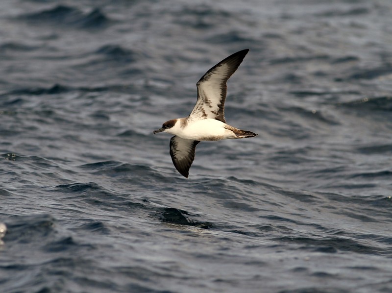 Great Shearwater
