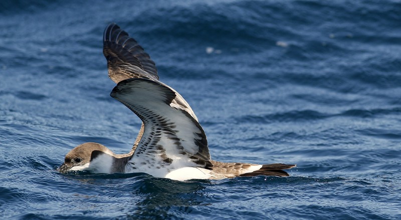 Great Shearwater