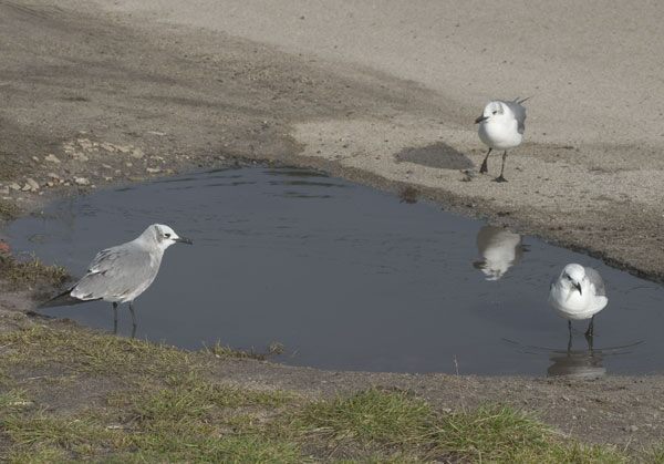 Laughing Gull