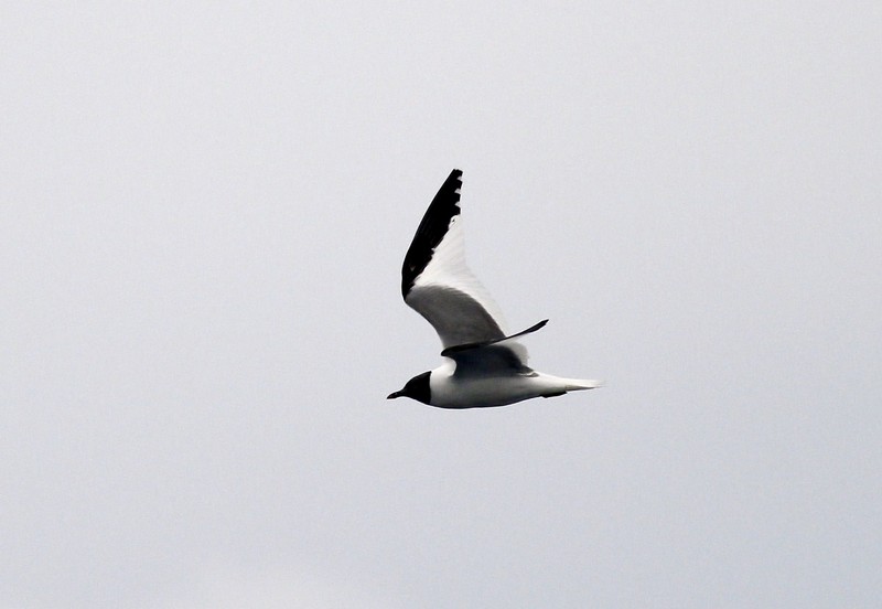 Sabine's Gull