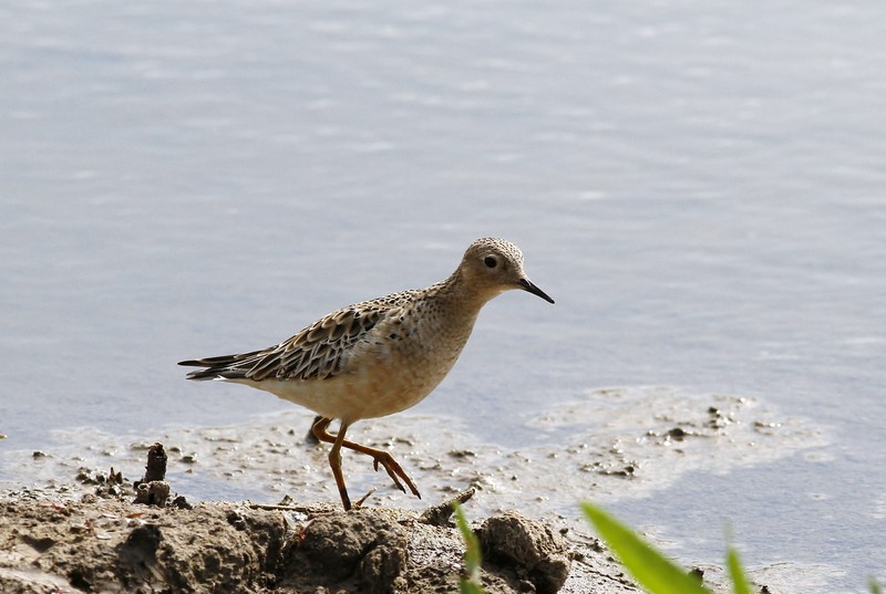 Buff-breasted Sandpiper