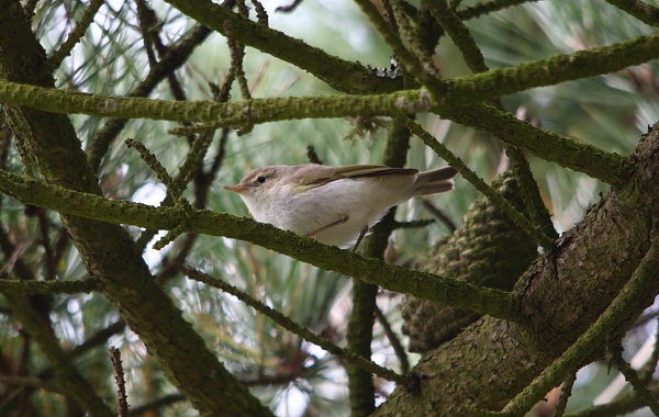 Western Bonelli's Warbler
