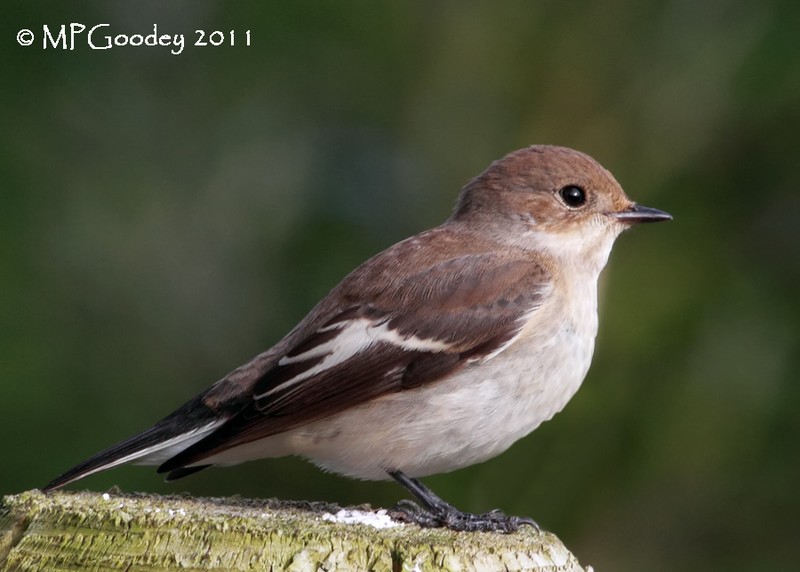 Pied Flycatcher