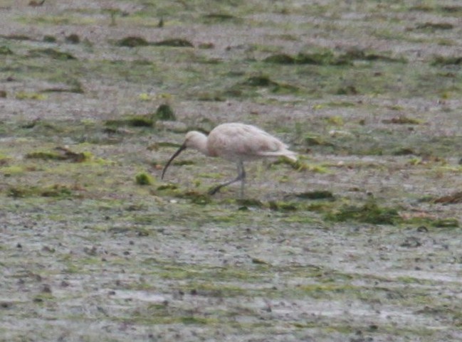 Curlew
