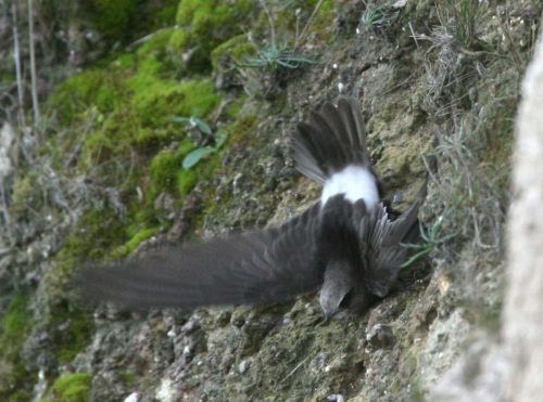 Little Swift