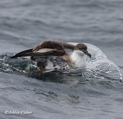 Great Shearwater