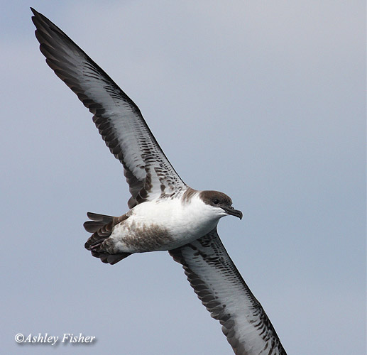 Great Shearwater