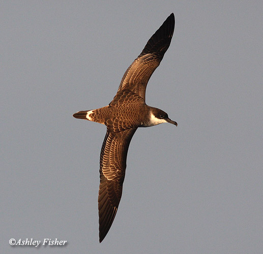 Great Shearwater