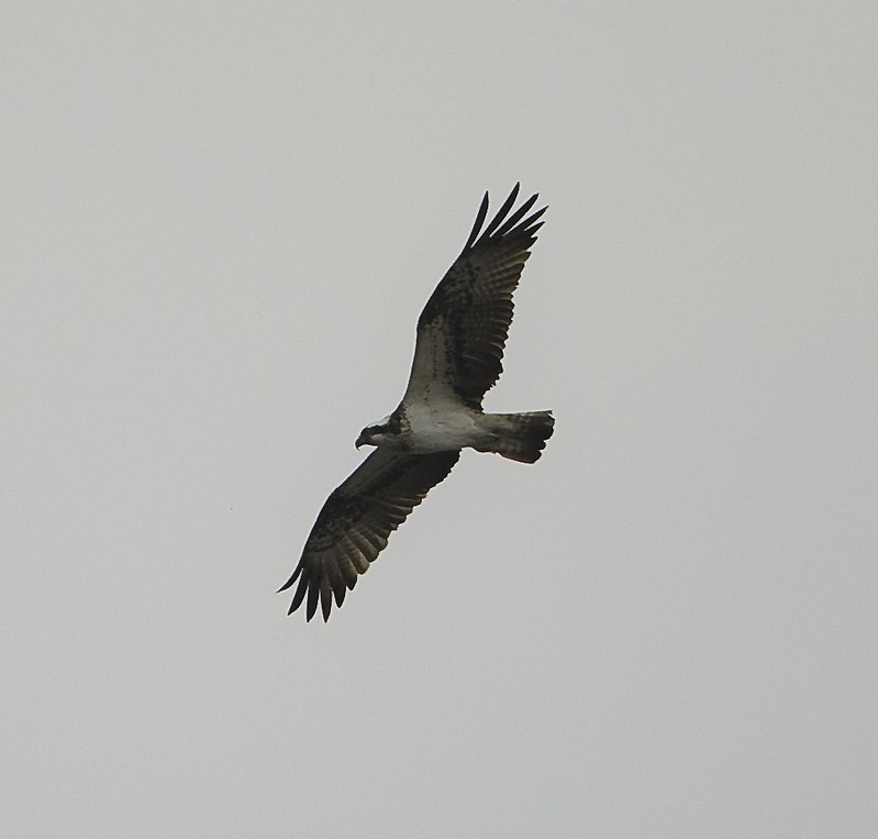 Osprey