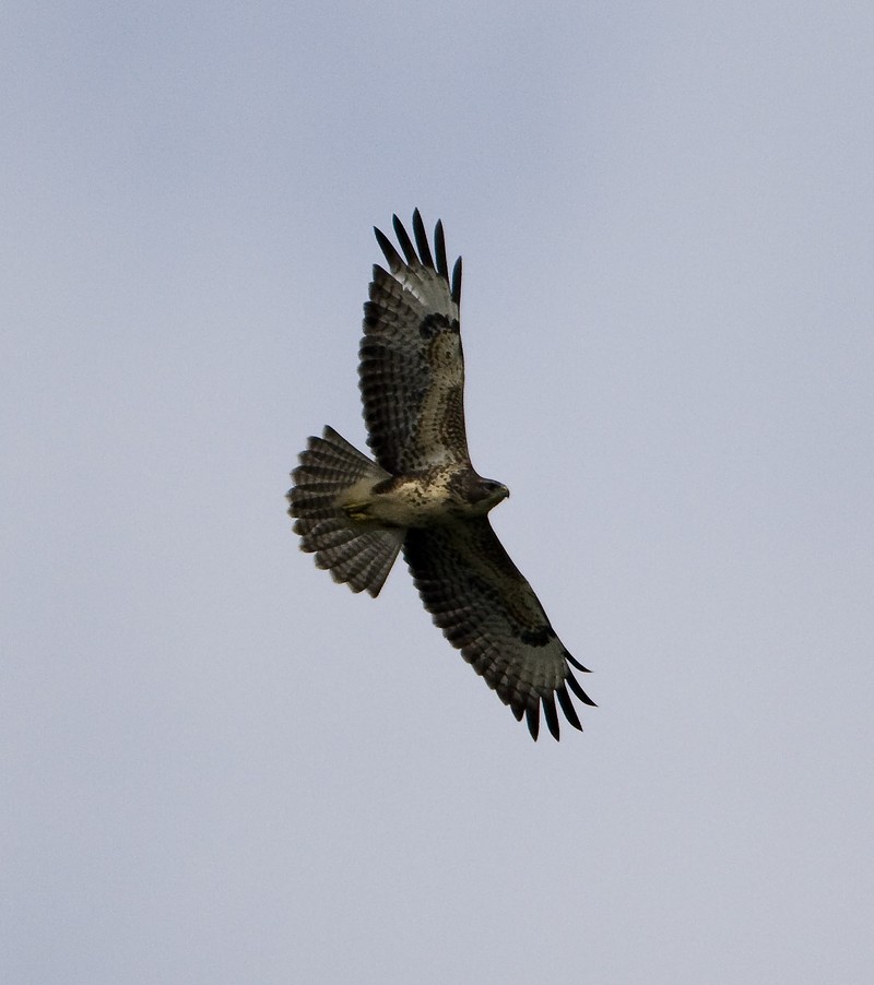 Common Buzzard